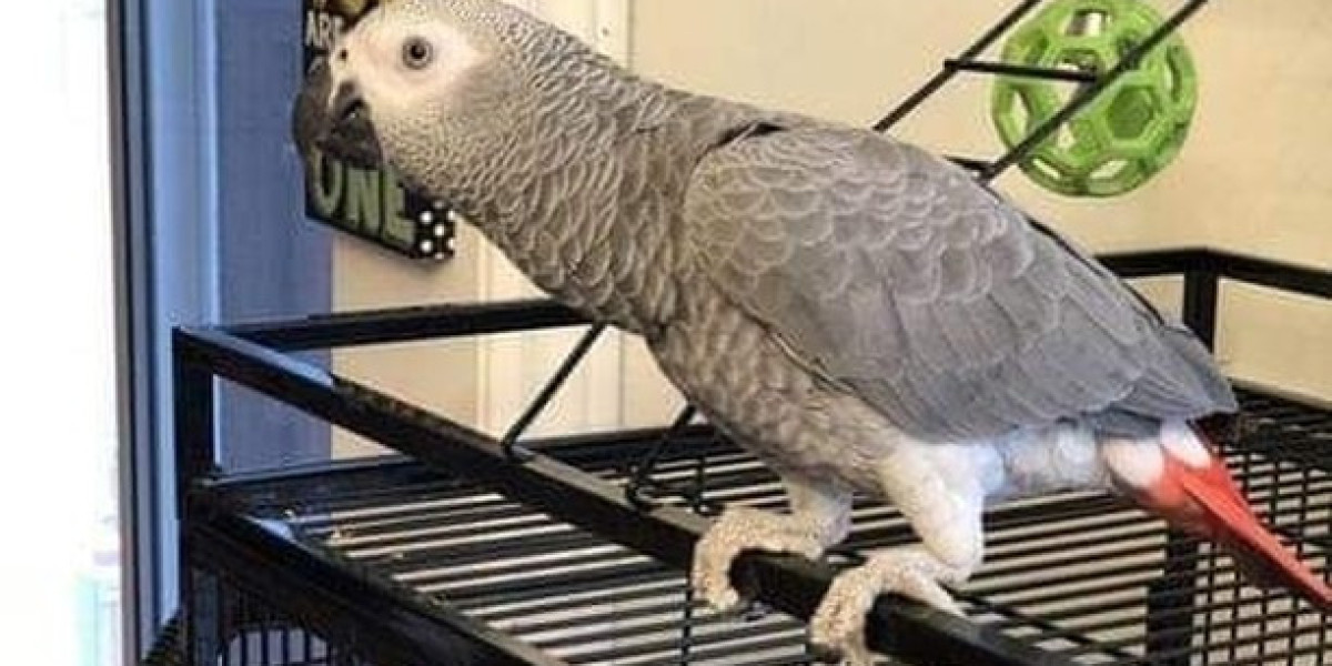 10 Ways To Create Your Buy A Grey Parrot Empire